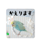 セキセイインコのペロとメロ（個別スタンプ：13）