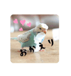 セキセイインコのペロとメロ（個別スタンプ：14）