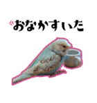 セキセイインコのペロとメロ（個別スタンプ：17）