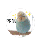 セキセイインコのペロとメロ（個別スタンプ：19）