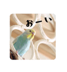 セキセイインコのペロとメロ（個別スタンプ：21）