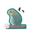 セキセイインコのペロとメロ（個別スタンプ：23）
