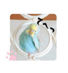 セキセイインコのペロとメロ（個別スタンプ：24）