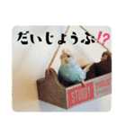 セキセイインコのペロとメロ（個別スタンプ：25）