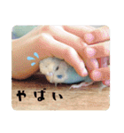 セキセイインコのペロとメロ（個別スタンプ：26）