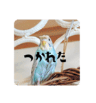 セキセイインコのペロとメロ（個別スタンプ：27）