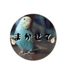 セキセイインコのペロとメロ（個別スタンプ：28）