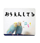 セキセイインコのペロとメロ（個別スタンプ：29）