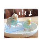 セキセイインコのペロとメロ（個別スタンプ：30）
