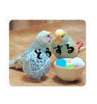 セキセイインコのペロとメロ（個別スタンプ：32）