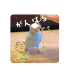 セキセイインコのペロとメロ（個別スタンプ：33）