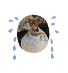 犬のBlue（個別スタンプ：1）