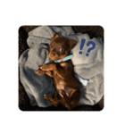 犬のBlue（個別スタンプ：2）