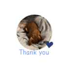 犬のBlue（個別スタンプ：4）