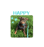 犬のBlue（個別スタンプ：5）