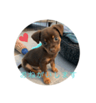 犬のBlue（個別スタンプ：6）