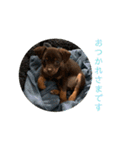 犬のBlue（個別スタンプ：8）
