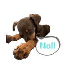 犬のBlue（個別スタンプ：11）
