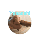 犬のBlue（個別スタンプ：13）