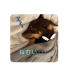 犬のBlue（個別スタンプ：14）