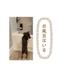 犬のBlue（個別スタンプ：15）