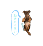 犬のBlue（個別スタンプ：16）