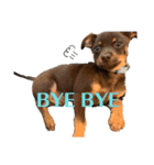 犬のBlue（個別スタンプ：17）
