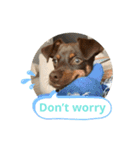 犬のBlue（個別スタンプ：19）