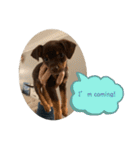 犬のBlue（個別スタンプ：21）