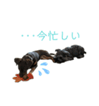 犬のBlue（個別スタンプ：23）