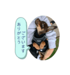 犬のBlue（個別スタンプ：24）