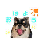 れおんのあいさつ（個別スタンプ：1）