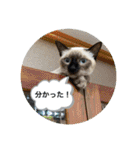 宮古島へりちゃらーず（個別スタンプ：37）