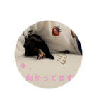 マーシャルっ子の日常 〜よもぎ＆しおん〜（個別スタンプ：12）