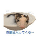 マーシャルっ子の日常 〜よもぎ＆しおん〜（個別スタンプ：24）