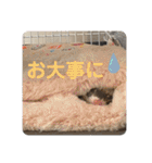 マーシャルっ子の日常 〜よもぎ＆しおん〜（個別スタンプ：32）