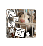 マーシャルっ子の日常 〜よもぎ＆しおん〜（個別スタンプ：35）