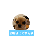 チワワの顔面だけのスタンプ（個別スタンプ：1）