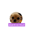チワワの顔面だけのスタンプ（個別スタンプ：3）