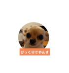 チワワの顔面だけのスタンプ（個別スタンプ：4）