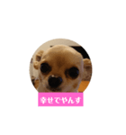 チワワの顔面だけのスタンプ（個別スタンプ：5）
