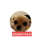 チワワの顔面だけのスタンプ（個別スタンプ：7）