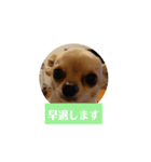 チワワの顔面だけのスタンプ（個別スタンプ：8）