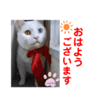 赤いりぼんの可愛い仲間達③（個別スタンプ：3）