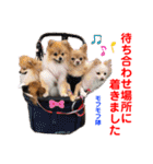 赤いりぼんの可愛い仲間達③（個別スタンプ：6）