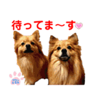 赤いりぼんの可愛い仲間達③（個別スタンプ：8）