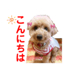 赤いりぼんの可愛い仲間達③（個別スタンプ：9）