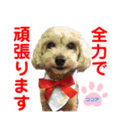 赤いりぼんの可愛い仲間達③（個別スタンプ：17）