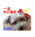 赤いりぼんの可愛い仲間達③（個別スタンプ：20）