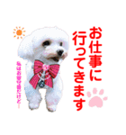 赤いりぼんの可愛い仲間達③（個別スタンプ：22）
